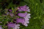 Small's beardtongue